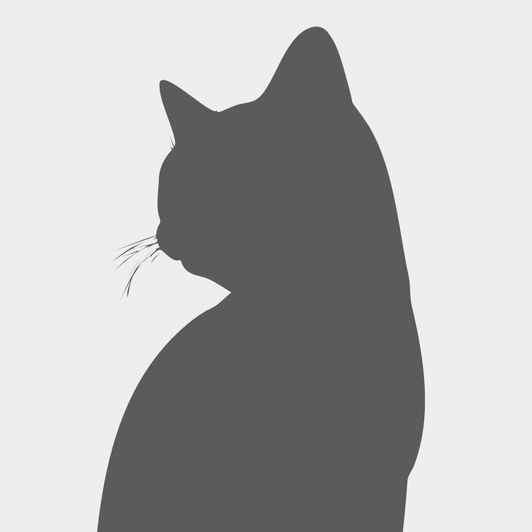 Cromwell British Shorthair